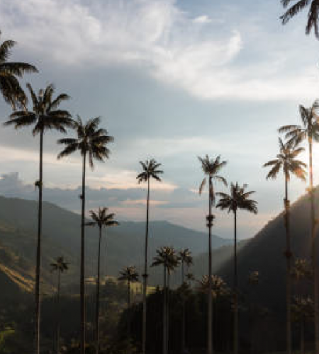 valle del cocora union cafetera